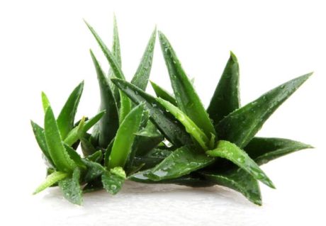 aloe vera pěstování