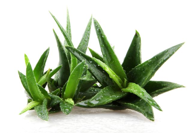 Aloe vera, Zdroj: Shutterstock.com