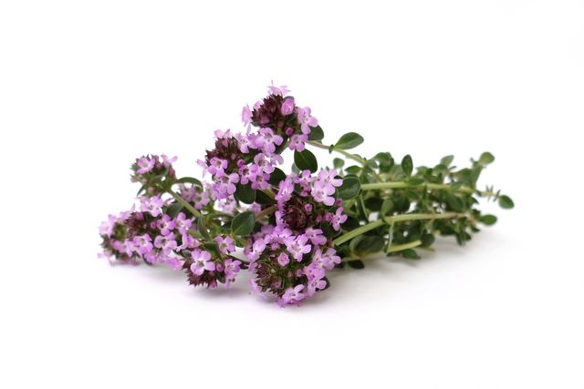 Mateřídouška, Zdroj: Shutterstock.com