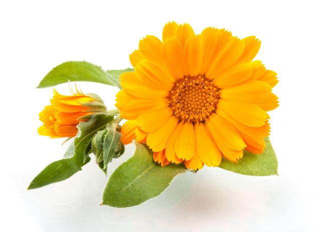Měsíček lékařský, Zdroj: Shutterstock.com