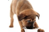 Jak vybrat krmivo pro psa či kočku