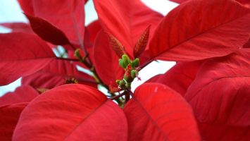 poinsettia jak se starat o vánoční hvězdu