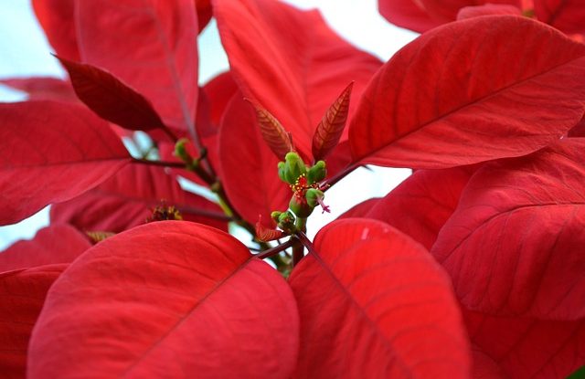 poinsettia jak se starat o vánoční hvězdu
