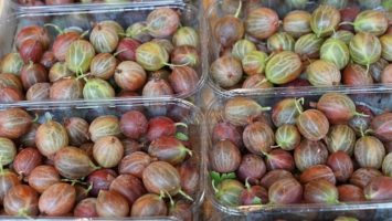 Recept na výbornou angreštovou marmeládu