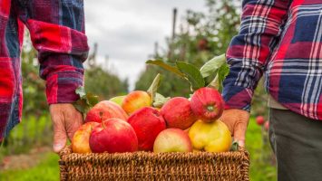Jak skladovat jablka přes zimu