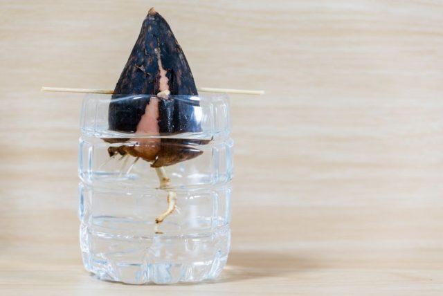 Jak vypěstovat avokádo z pecky