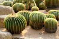 Echinocactus