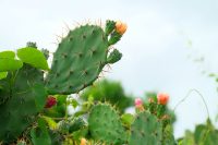 Opuntia