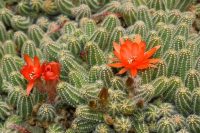 Rebutia