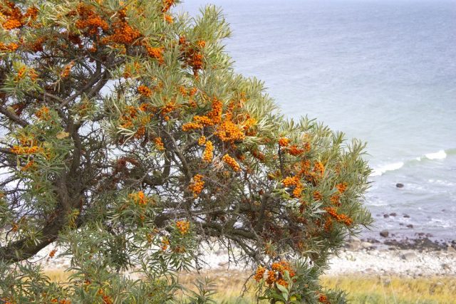 Rakytník řešetlákový pěstování