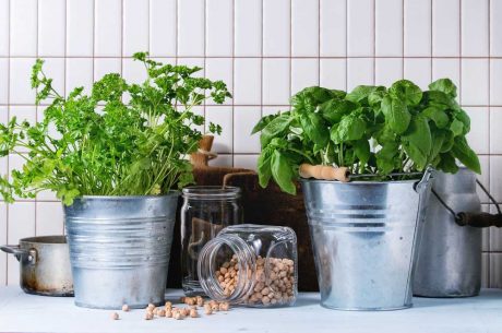 Jak pěstovat bylinky doma