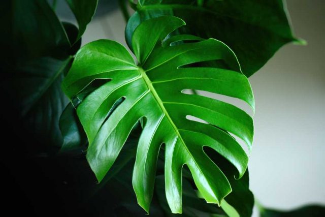 Filodendron