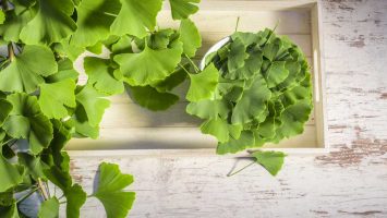 Ginkgo biloba