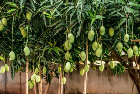 Jak vypěstovat mangovník z pecky