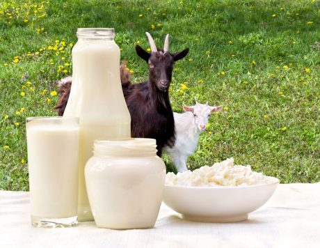 Kozí, ovčí nebo kravské mléko