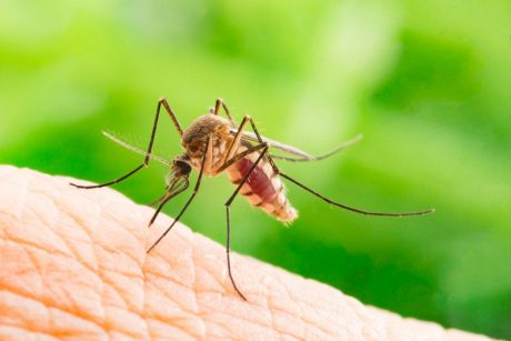 Jak odpudit komáry