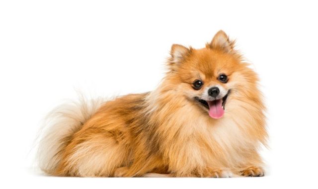 Pomeranian, malá psí plemena