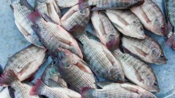 Ryba tilapia