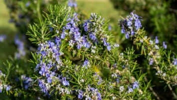 Rozmarýn Salvia rosmarinus