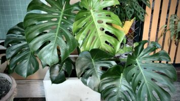 Monstera