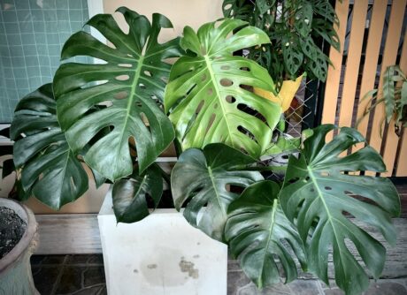 Monstera