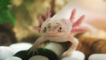 Axolotl