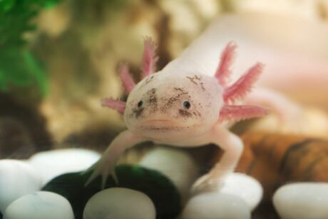 Axolotl