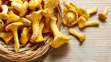 Houba liška Cantharellus cibarius