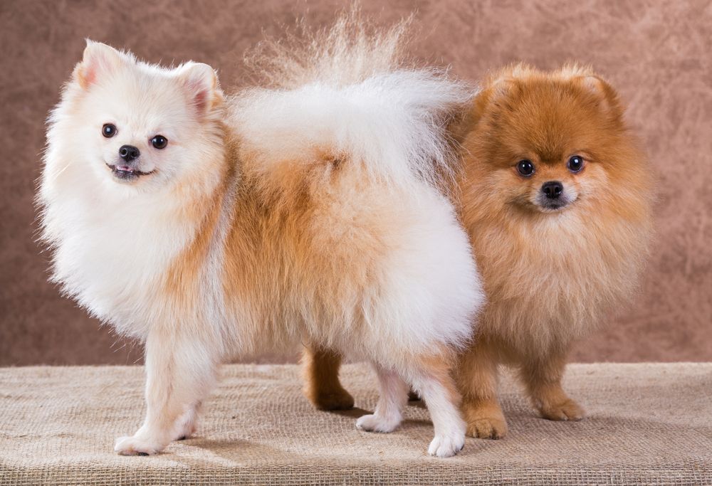 Jak pečovat o pomeraniana?