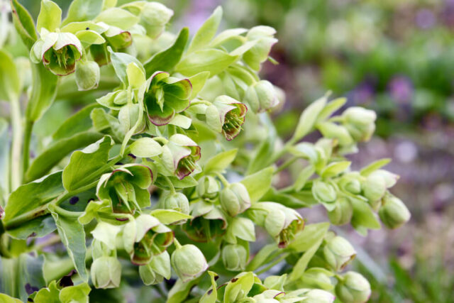 Helleborus foetidus