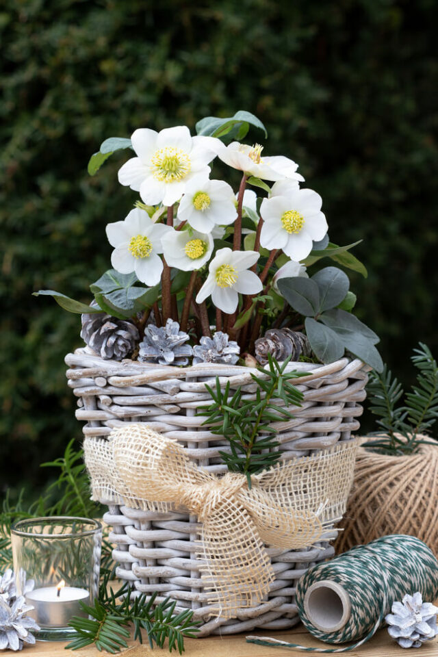 Helleborus niger