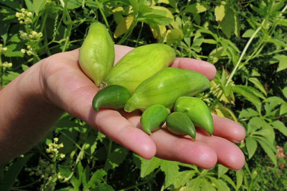 Acokca Vitaminy (množství vitaminu, může vést, Bohaté Zdroje, Bohaté Zdroje Vitaminu, chrání buňky) Acokca Vitaminy