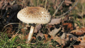 Bedla vysoká jedlá Macrolepiota procera