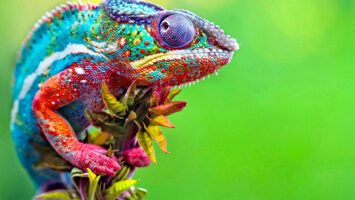 Chameleon