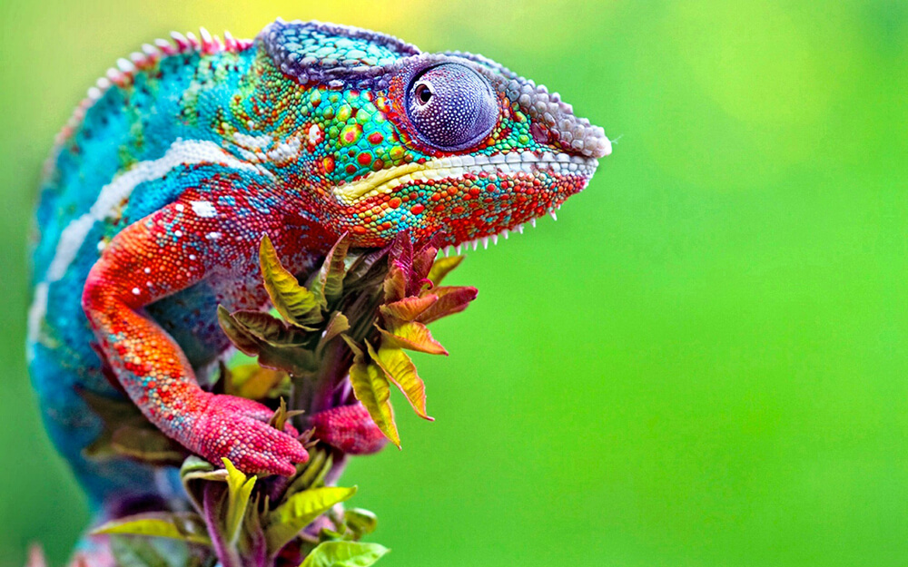 Co může jíst chameleon?