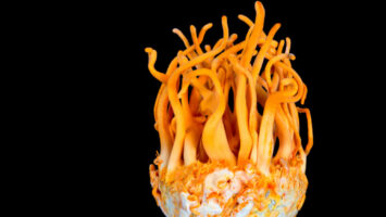 Cordyceps