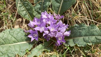 Mandragora