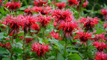 Monarda Zavinutka