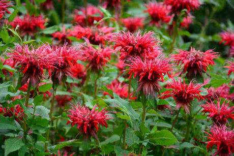 Monarda Zavinutka