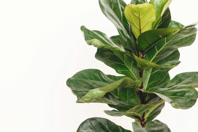 Ficus lyrata