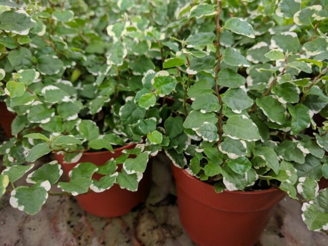 Ficus pumila