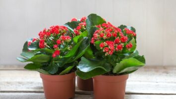 Kalanchoe