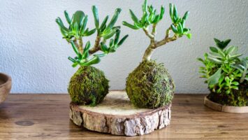 Kokedama