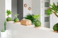 Kokedama
