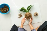 Kokedama