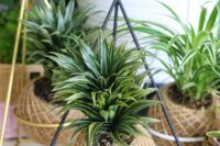 Kokedama