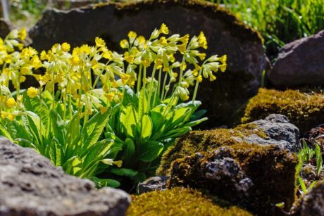 Primula veris