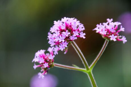 Verbena