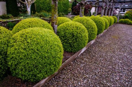 Buxus