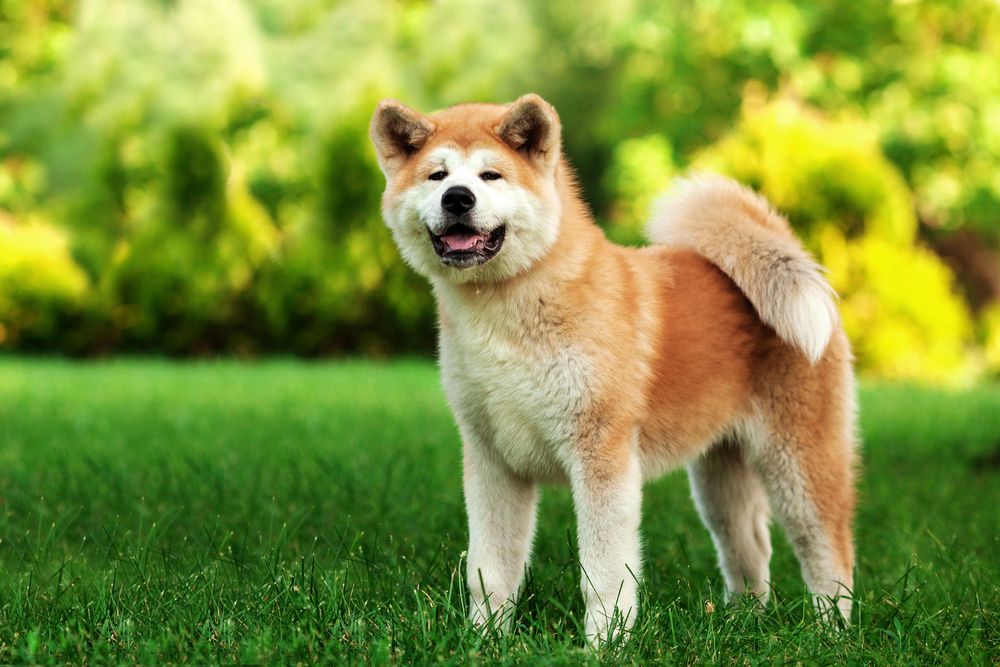 Akita inu Japonské psí plemeno, které je symbolem štěstí a věrnosti